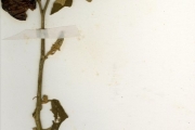 <strong>Solanaceae - Solanum - Solanum torvum Sw.</strong><br />© hnb
