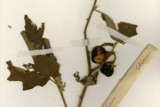 <strong>Solanaceae - Solanum - Solanum torvum Sw.</strong><br />© hnb