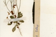 <strong>Molluginaceae - Mollugo - Mollugo nudicaulis Lam.</strong><br />© hnb