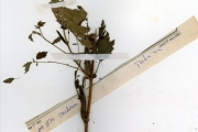 <strong>Tiliaceae - Corchorus - Corchorus olitorius L.</strong><br />© hnb