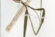 <strong>Poaceae - Paspalum - Paspalum scrobiculatum L.</strong><br />© hnb