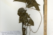 <strong>Menispermaceae - Tiliacora - Tiliacora funifera (Miers) Oliv.</strong><br />© hnb