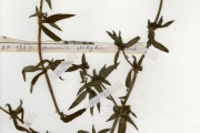 <strong>Rubiaceae - Spermacoce - Spermacoce ruelliae DC.</strong><br />© hnb