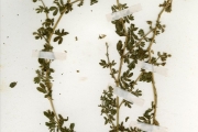 <strong>Zygophyllaceae - Tribulus - Tribulus terrestris L.</strong><br />© hnb