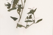 <strong>Acanthaceae - Justicia - Justicia anselliana (Nees) T.Anderson</strong><br />© hnb