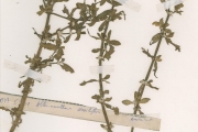 <strong>Amaranthaceae - Alternanthera - Alternanthera sessilis (L.) R.Br. ex DC.</strong><br />© hnb