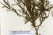 <strong>Onagraceae - Ludwigia - Ludwigia abyssinica A.Rich.</strong><br />© hnb