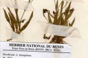 <strong>Commelinaceae - Aneilema - Aneilema paludosum A.Chev. subsp. paludosum</strong><br />© hnb