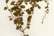 <strong>Leguminosae-Papilionoideae - Desmodium - Desmodium adscendens (Sw.) DC. var. robustrum Schubert</strong><br />© hnb