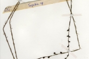 <strong>Scrophulariaceae - Sopubia - Sopubia ramosa (Hochst.) Hochst.</strong><br />© hnb