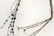 <strong>Scrophulariaceae - Sopubia - Sopubia ramosa (Hochst.) Hochst.</strong><br />© hnb
