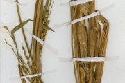 <strong>Poaceae - Oryza - Oryza glaberrima Steud.</strong><br />© hnb