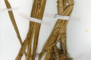 <strong>Poaceae - Oryza - Oryza glaberrima Steud.</strong><br />© hnb