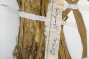 <strong>Poaceae - Oryza - Oryza glaberrima Steud.</strong><br />© hnb