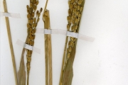 <strong>Poaceae - Oryza - Oryza glaberrima Steud.</strong><br />© hnb