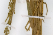 <strong>Poaceae - Oryza - Oryza glaberrima Steud.</strong><br />© hnb