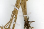 <strong>Poaceae - Oryza - Oryza glaberrima Steud.</strong><br />© hnb