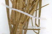 <strong>Poaceae - Oryza - Oryza glaberrima Steud.</strong><br />© hnb