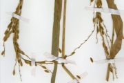 <strong>Poaceae - Oryza - Oryza glaberrima Steud.</strong><br />© hnb