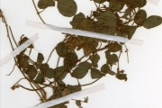 <strong>Leguminosae-Papilionoideae - Desmodium - Desmodium adscendens (Sw.) DC. var. robustrum Schubert</strong><br />© hnb