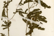 <strong>Leguminosae-Mimosoideae - Zapoteca - Zapoteca portoricensis (Jacq.) H.M.Hern.</strong><br />© hnb