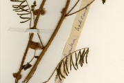 <strong>Leguminosae-Mimosoideae - Schrankia - Schrankia leptocarpa DC.</strong><br />© hnb