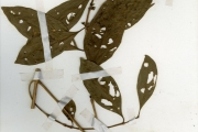 <strong>Rubiaceae - Tricalysia - Tricalysia okelensis Hiern</strong><br />© hnb