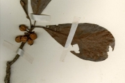 <strong>Euphorbiaceae - Uapaca - Uapaca togoensis Pax</strong><br />© hnb