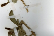 <strong>Rubiaceae - Gardenia - Gardenia ternifolia Schumach. & Thonn.</strong><br />© hnb