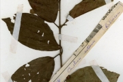 <strong>Rubiaceae - Keetia - Keetia venosa (Oliv.) Bridson</strong><br />© hnb