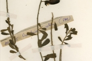 <strong>Leguminosae-Papilionoideae - Crotalaria - Crotalaria retusa L.</strong><br />© hnb