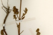<strong>Lamiaceae - Hyptis - Hyptis spicigera Lam.</strong><br />© hnb