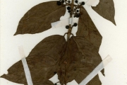 <strong>Rubiaceae - Keetia - Keetia venosa (Oliv.) Bridson</strong><br />© hnb