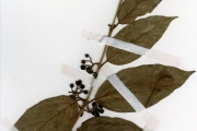 <strong>Rubiaceae - Keetia - Keetia venosa (Oliv.) Bridson</strong><br />© hnb