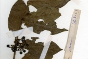 <strong>Rubiaceae - Keetia - Keetia venosa (Oliv.) Bridson</strong><br />© hnb