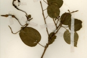 <strong>Capparidaceae - Maerua - Maerua angolensis DC.</strong><br />© hnb