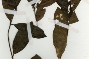 <strong>Rubiaceae - Pouchetia - Pouchetia africana A.Rich. ex DC.</strong><br />© hnb