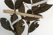 <strong>Rubiaceae - Pouchetia - Pouchetia africana A.Rich. ex DC.</strong><br />© hnb