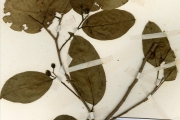 <strong>Euphorbiaceae - Sapium - Sapium ellipticum (Hochst. ex Krauss) Pax</strong><br />© hnb