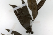 <strong>Rubiaceae - Polysphaeria - Polysphaeria arbuscula K.Schum.</strong><br />© hnb