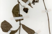 <strong>Rubiaceae - Psychotria - Psychotria vogeliana Benth.</strong><br />© hnb
