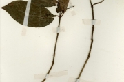 <strong>Rubiaceae - Psychotria - Psychotria vogeliana Benth.</strong><br />© hnb