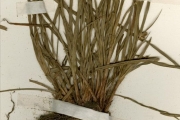 <strong>Cyperaceae - Cyperus - Cyperus densicaespitosus Mattf. & Kük.</strong><br />© hnb