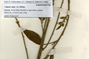 <strong>Leguminosae-Papilionoideae - Cajanus - Cajanus cajan (L.) Millsp.</strong><br />© hnb