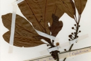 <strong>Euphorbiaceae - Uapaca - Uapaca heudelotii Baill.</strong><br />© hnb