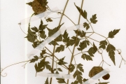 <strong>Sapindaceae - Cardiospermum - Cardiospermum halicacabum L.</strong><br />© hnb