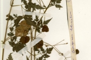 <strong>Sapindaceae - Cardiospermum - Cardiospermum halicacabum L.</strong><br />© hnb