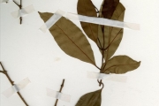 <strong>Myrtaceae - Syzygium - Syzygium guineense (Willd.) DC. subsp. guineense</strong><br />© hnb
