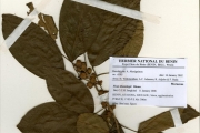 <strong>Moraceae - Ficus - Ficus thonningii Blume</strong><br />© hnb