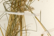 <strong>Poaceae - Cymbopogon - Cymbopogon schoenanthus (L.) Spreng. subsp. proximus (Hochst. ex A.Rich.) Maire & Weiller</strong><br />© hnb